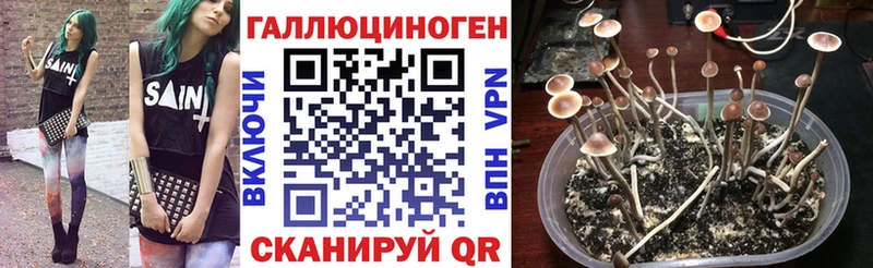 Псилоцибиновые грибы GOLDEN TEACHER  мега tor  Ярославль  где продают  